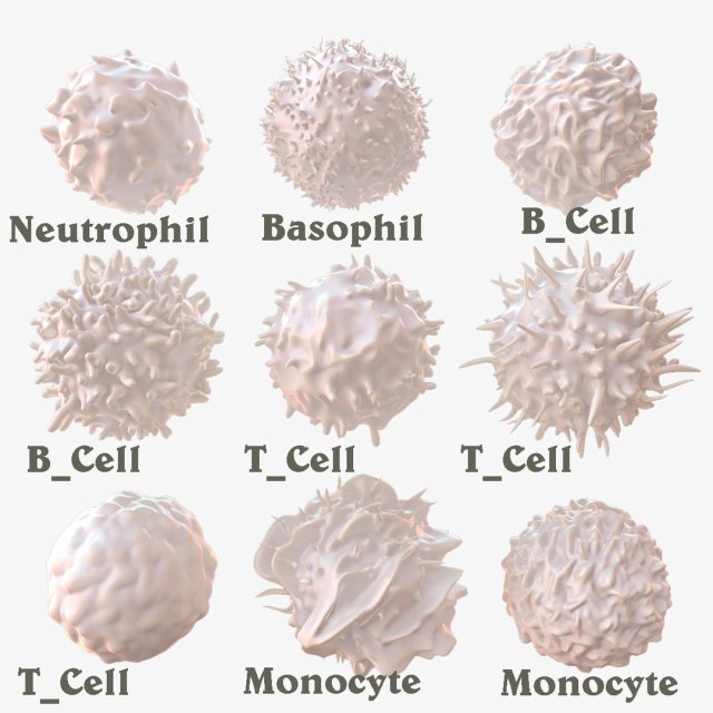 Lymphocytes Pack 3D Model .c4d .max .obj .3ds .fbx .lwo .lw .lws