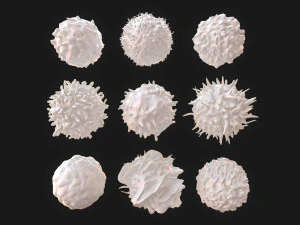 Lymphocytes Pack 3D Model