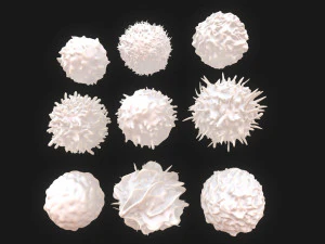 Lymphocytes Pack 3D Model