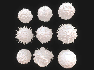 Lymphocytes Pack 3D Model