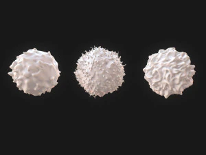 Lymphocytes Pack 3D Model