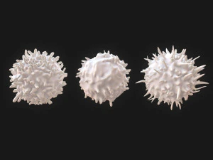 Lymphocytes Pack 3D Model