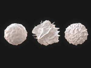 Lymphocytes Pack 3D Model