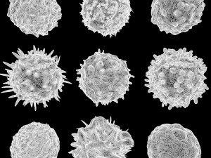 Lymphocytes Pack Modelo 3D