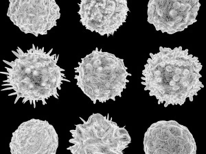 Lymphocytes Pack 3D Model