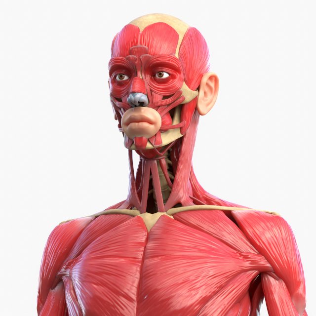 Full Body Muscle Anatomy 3D Model .c4d .max .obj .3ds .fbx .lwo .lw .lws
