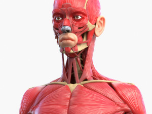 Full Body Muscle Anatomy 3D Model