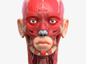Full Body Muscle Anatomy 3D Model