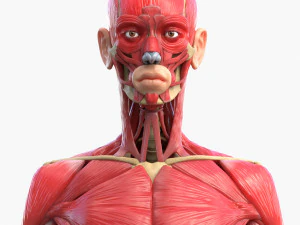 Full Body Muscle Anatomy 3D Model