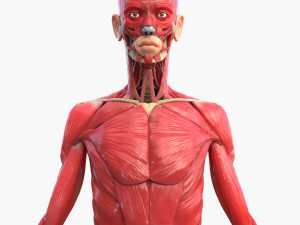 Full Body Muscle Anatomy 3D Model