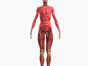 Full Body Muscle Anatomy 3D Model