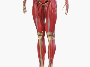 Full Body Muscle Anatomy 3D Model