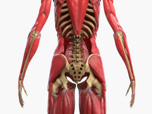 Full Body Muscle Anatomy 3D Model