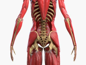 Full Body Muscle Anatomy 3D Model