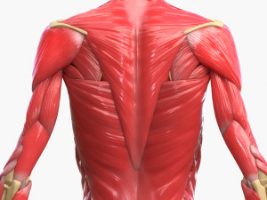 Full Body Muscle Anatomy 3D Model