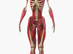 Full Body Muscle Anatomy 3D Model