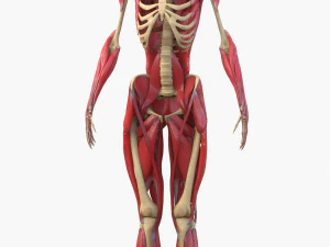 Full Body Muscle Anatomy 3D Model