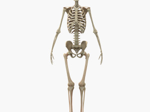 Full Body Muscle Anatomy 3D Model