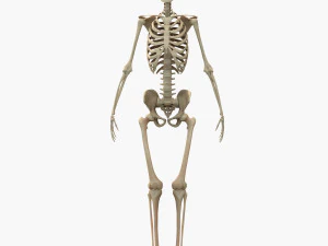 Full Body Muscle Anatomy 3D Model