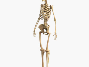 Full Body Muscle Anatomy 3D Model