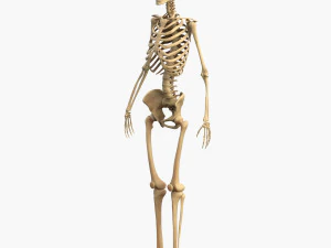 Full Body Muscle Anatomy 3D Model