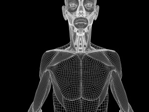 Full Body Muscle Anatomy 3D Model