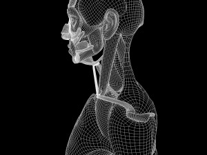 Full Body Muscle Anatomy 3D Model
