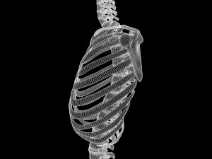 Full Body Muscle Anatomy 3D Model
