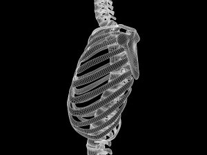 Full Body Muscle Anatomy 3D Model
