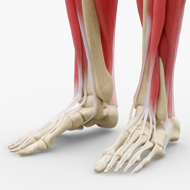 Human Legs Muscle Bone Anatomy 3D Model .c4d .max .obj .3ds .fbx .lwo .lw .lws