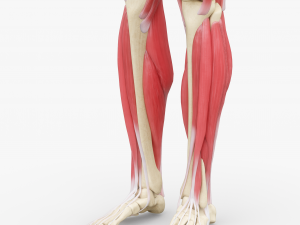 Human Legs Muscle Bone Anatomy 3D Model