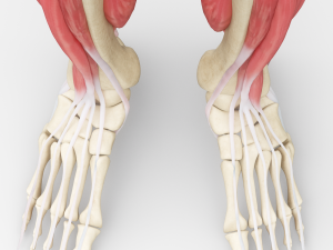 Human Legs Muscle Bone Anatomy 3D Model