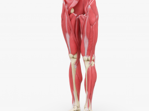 Human Legs Muscle Bone Anatomy 3D Model