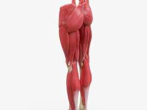 Human Legs Muscle Bone Anatomy 3D Model