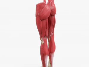 Human Legs Muscle Bone Anatomy 3D Model