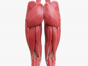Human Legs Muscle Bone Anatomy 3D Model