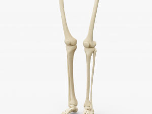 Human Legs Muscle Bone Anatomy 3D Model