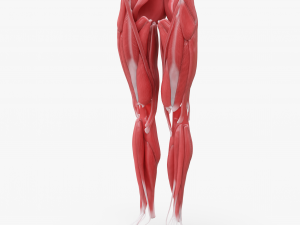 Human Legs Muscle Bone Anatomy 3D Model