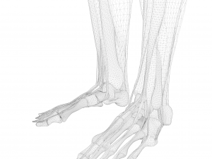 Human Legs Muscle Bone Anatomy 3D Model