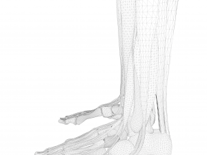 Human Legs Muscle Bone Anatomy 3D Model