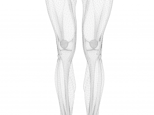 Human Legs Muscle Bone Anatomy 3D Model