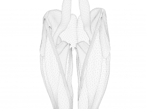 Human Legs Muscle Bone Anatomy 3D Model