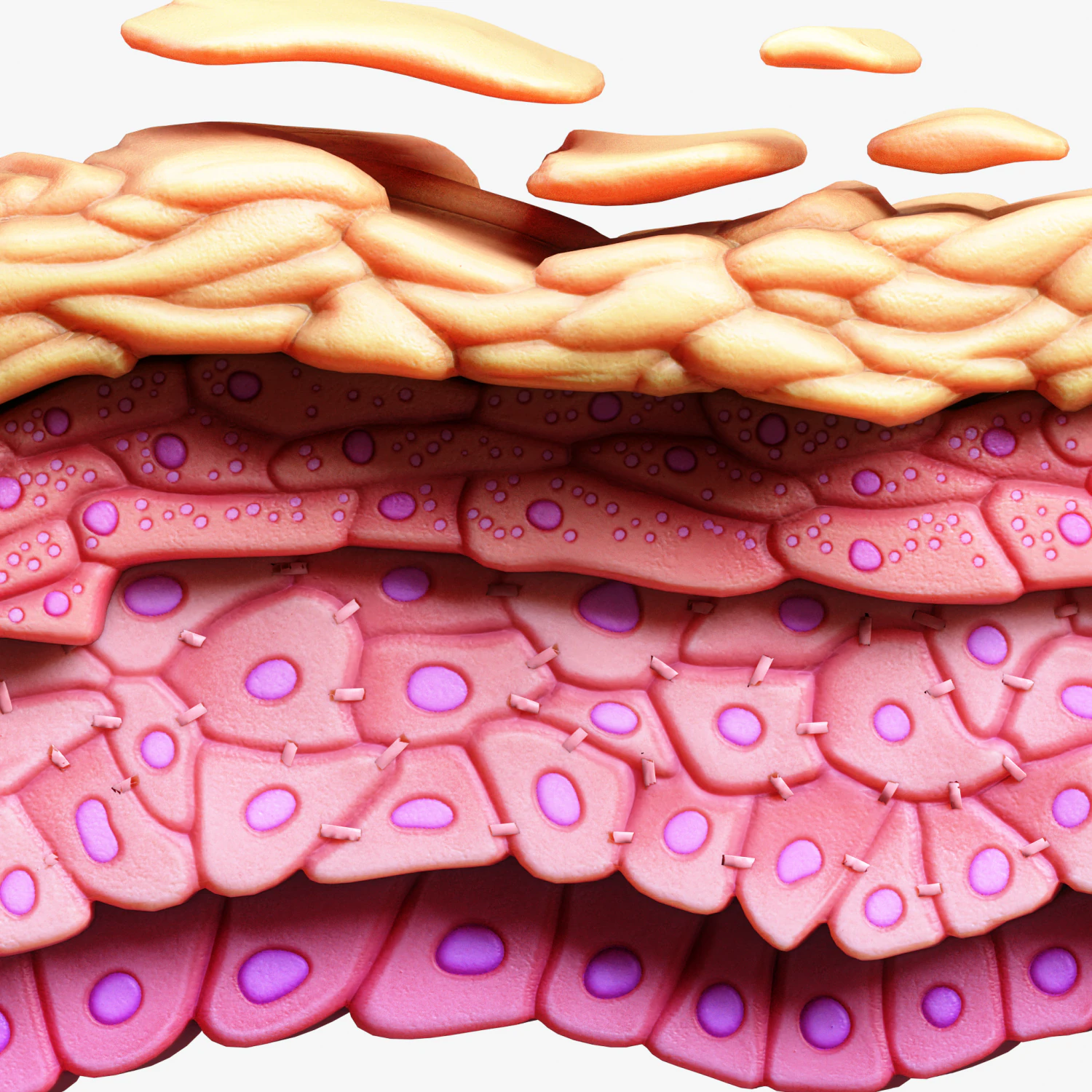 Epidermis Cross Section Anatomy 3D Model .c4d .max .obj .3ds .fbx .stl .blend 
