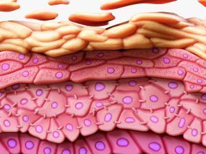Epidermis Cross Section Anatomy 3D Model