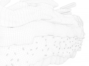 Epidermis Cross Section Anatomy 3D Model