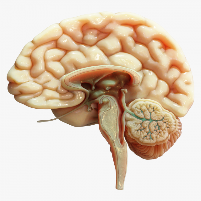 Human Brain Cross Section Anatomy 3D Model .c4d .max .obj .3ds .fbx .lwo .lw .lws