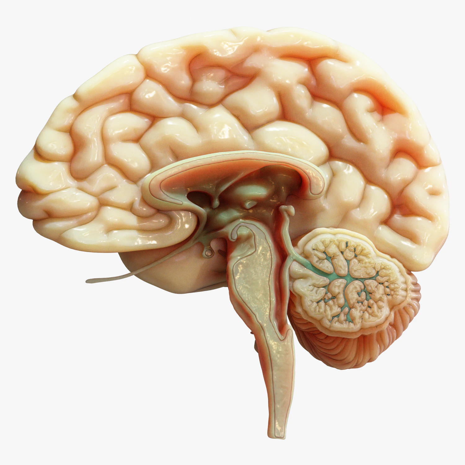 Human Brain Cross Section Anatomy 3D Model .c4d .max .obj .3ds .fbx .stl .blend 
