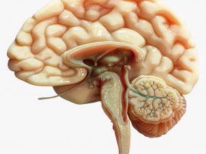Human Brain Cross Section Anatomy 3D Model