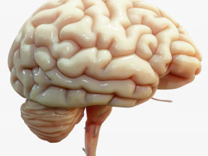 Human Brain Cross Section Anatomy 3D Model