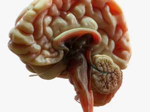 Human Brain Cross Section Anatomy 3D Model